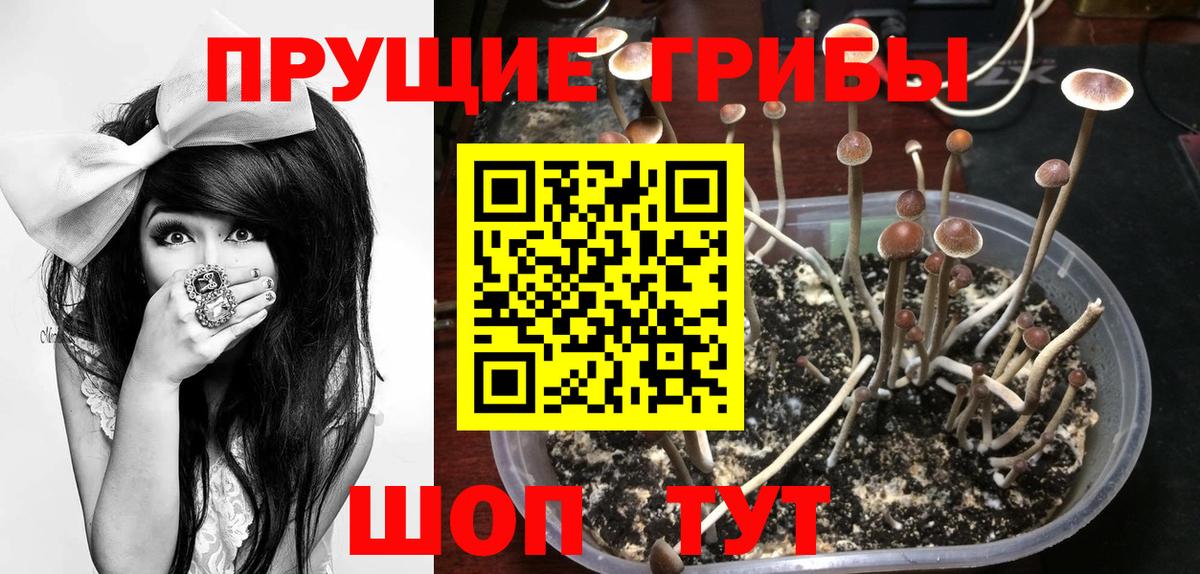 как найти закладки  Вход с VPN  Тосно  Псилоцибиновые грибы Magic Shrooms  Галлюциногенные грибы Psilocybine cubensis 