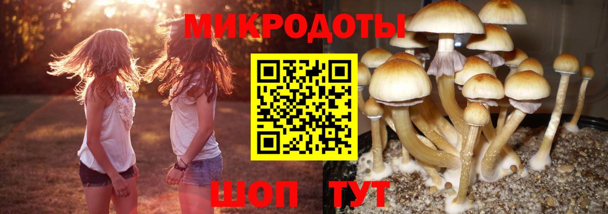 Псилоцибиновые грибы Psilocybe Тосно